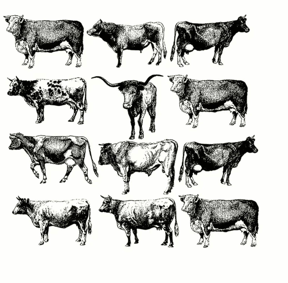 Cow Community Print